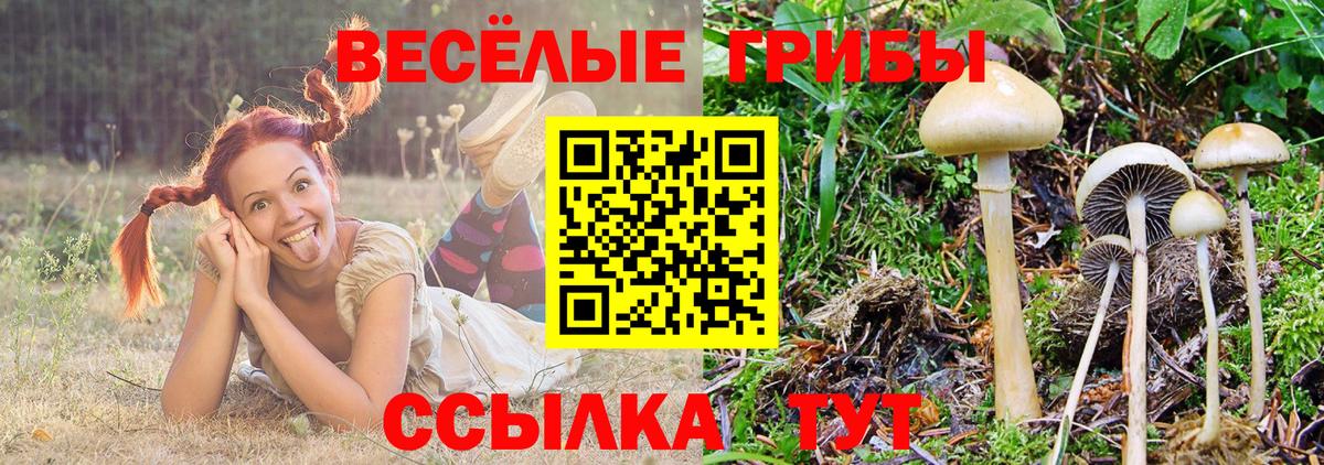 Галлюциногенные грибы Cubensis  Вход с VPN  Новосибирск 
